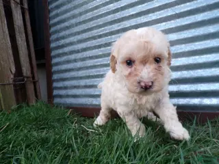 Toy Poodle dogs for sale: Rosy - Ad 1