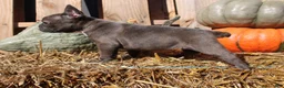 Mixed Breed dogs for sale: Shelly - Ad 5