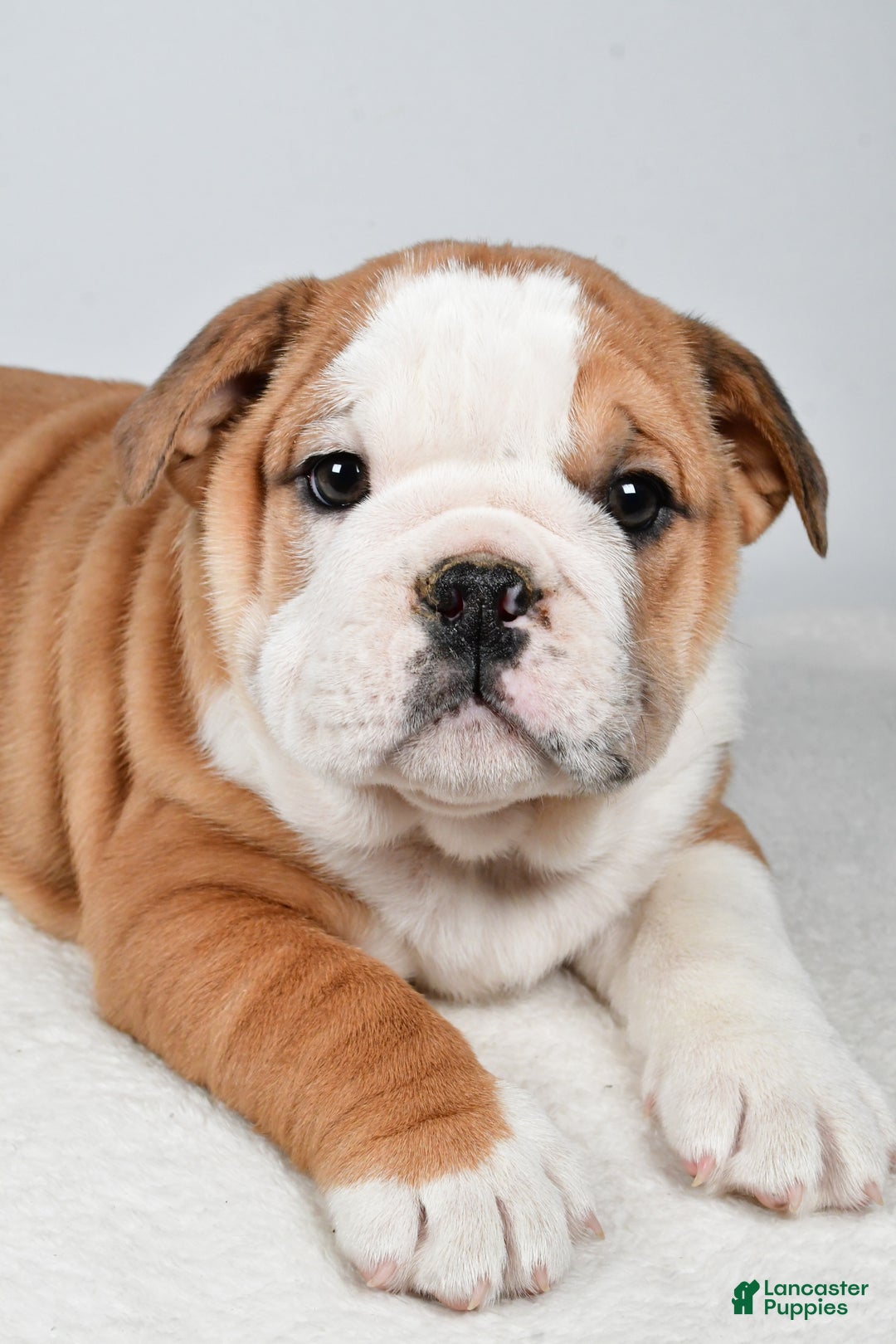 Beabull dogs for sale: Kyler - Ad 3