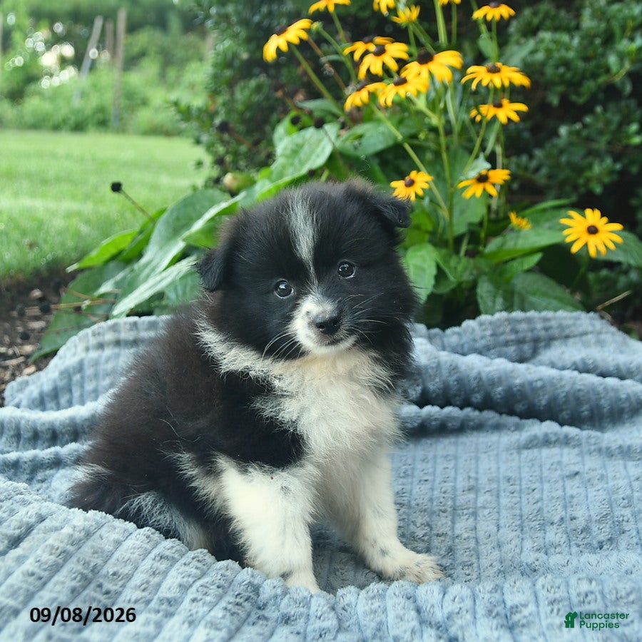 Pomeranian dogs Ranger  - Ad 2