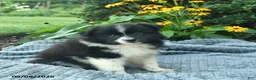 Pomeranian dogs for sale: Ranger  - Ad 2