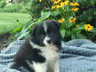 Pomeranian dogs Ranger - Ad 2