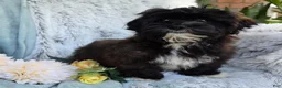 Shihpoo dogs for sale: Lenny - Ad 20