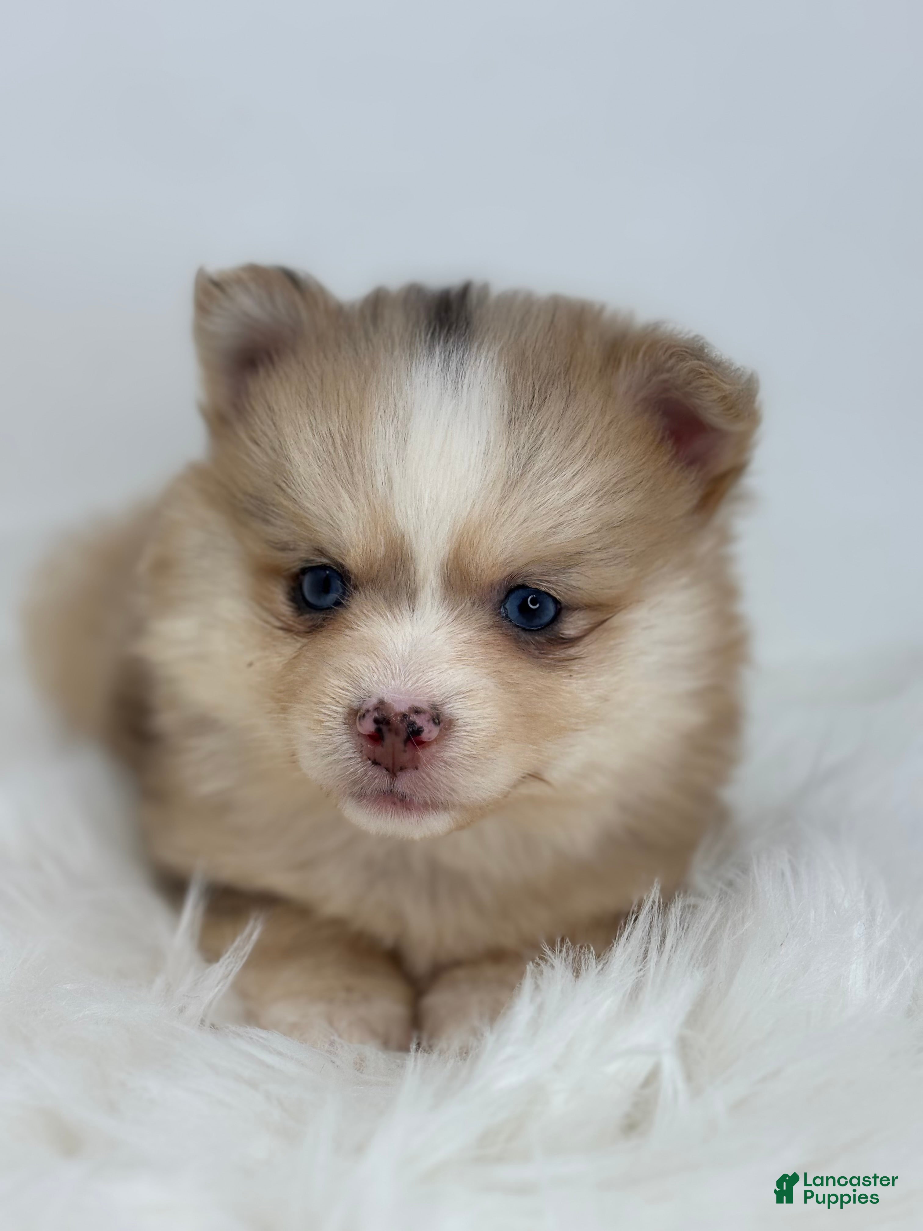 Pomsky dogs Hannah - Ad 3