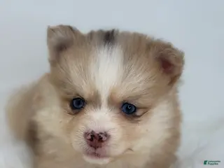 Pomsky dogs Hannah - Ad 3