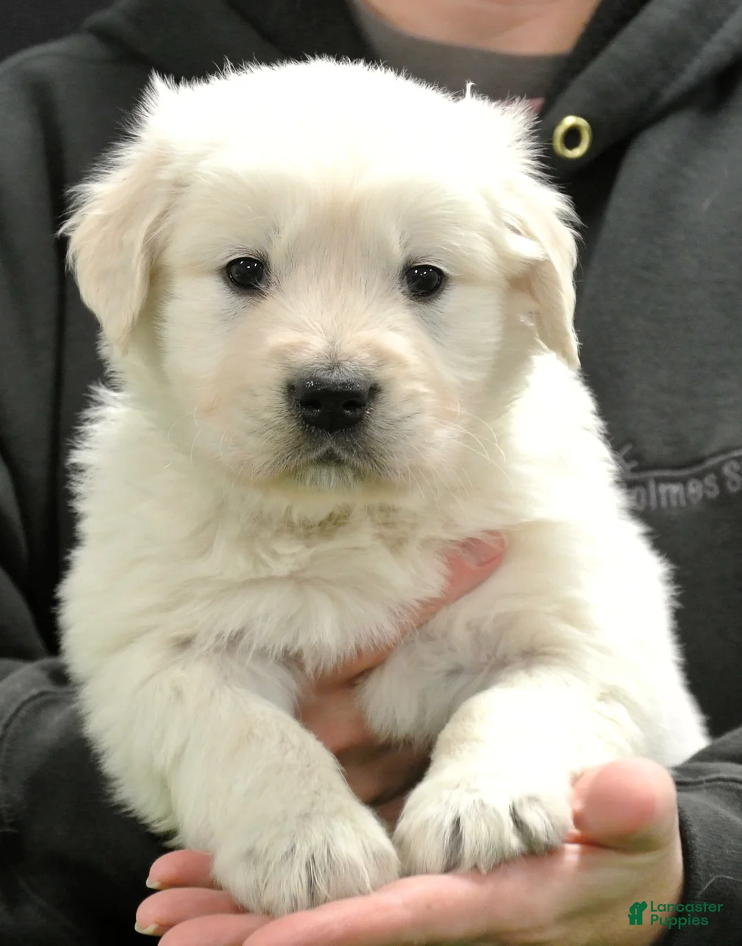 Golden Retriever dogs for sale: Cooper - Ad 1