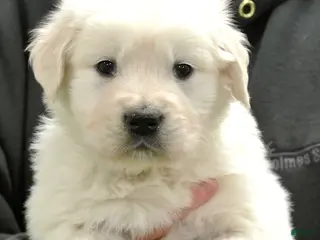 Golden Retriever dogs Cooper - Ad 28