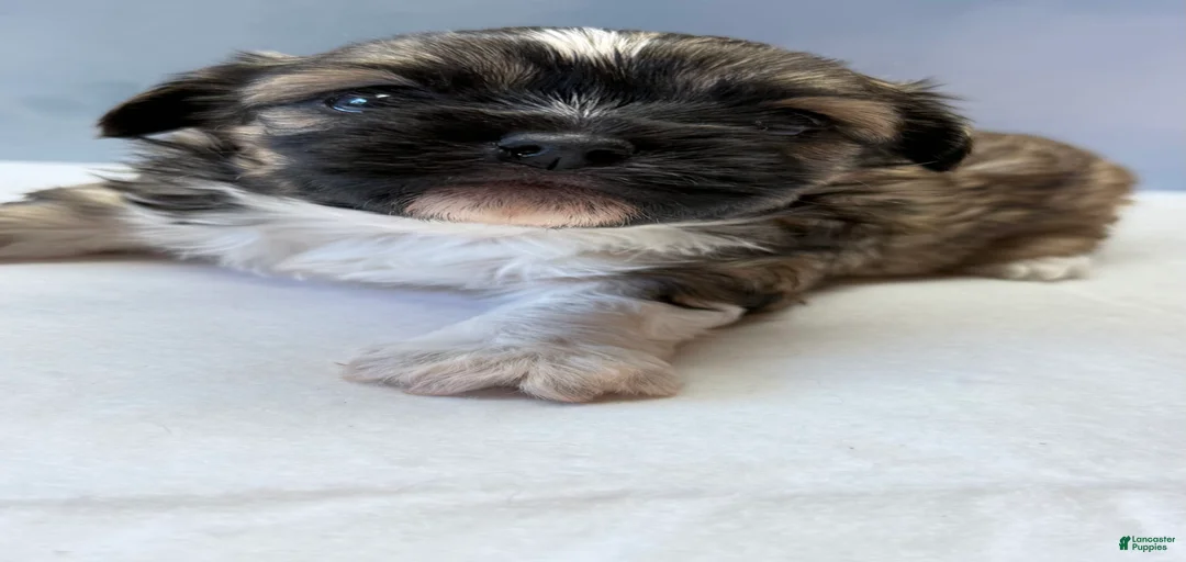 Gallery Image {{count}}