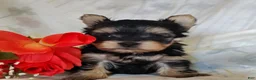 Yorkshire Terrier dogs for sale: Yorkshire Terrier 3 - Ad 2