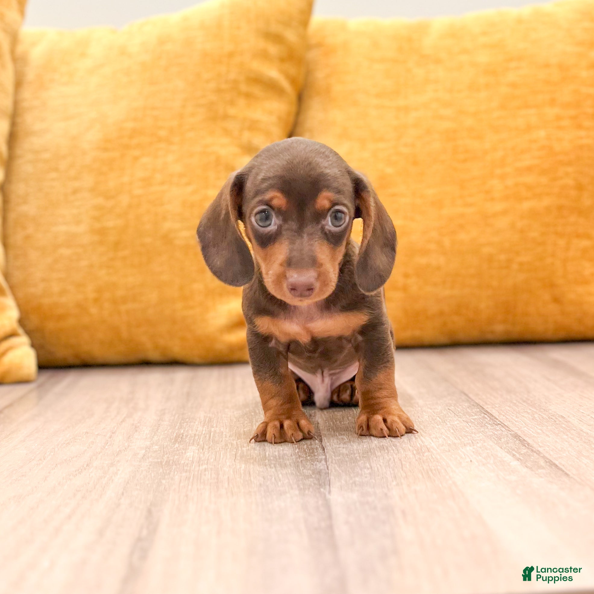 Miniature Dachshund dogs Hunter - Ad 1