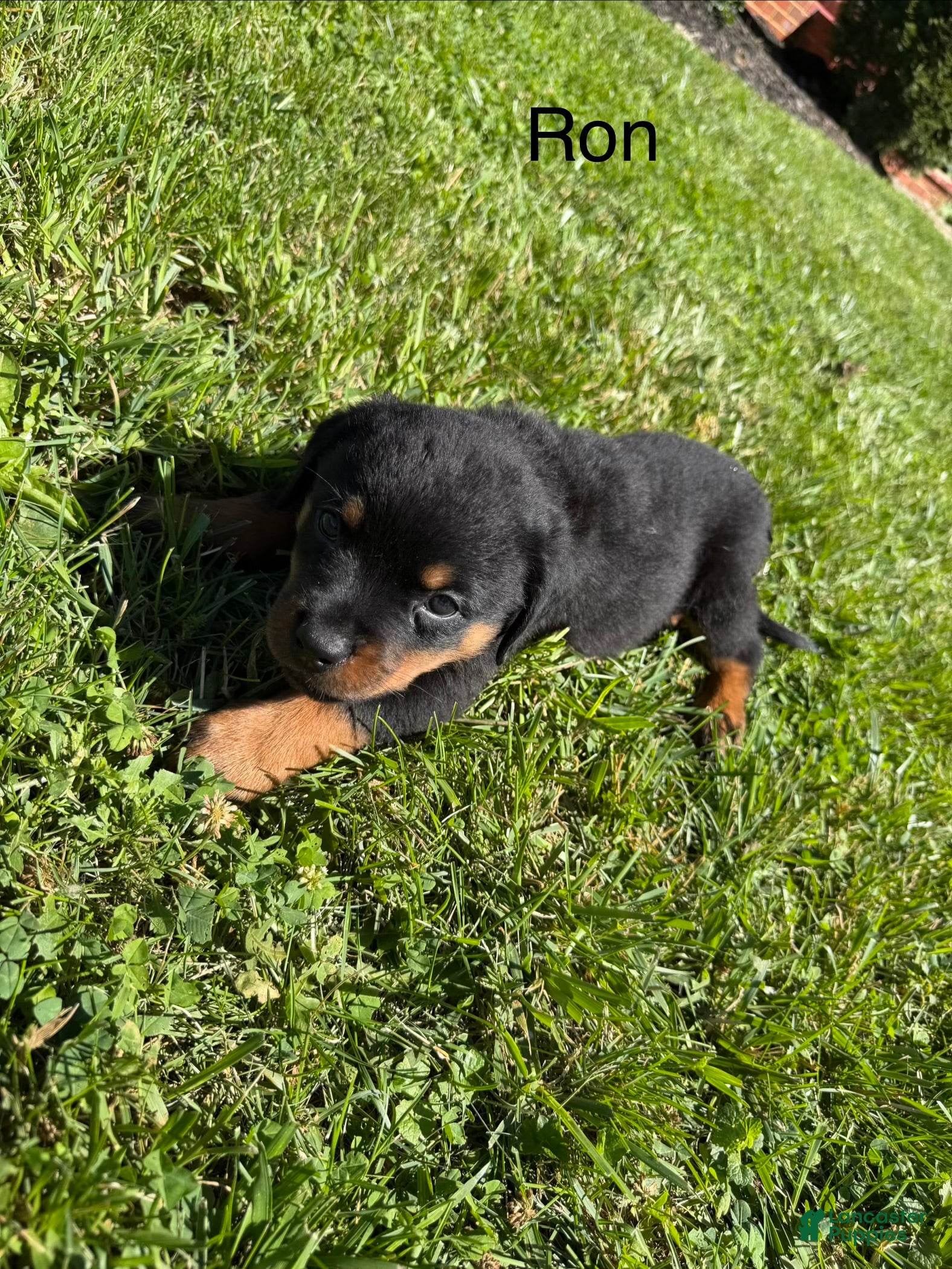 Rottweiler dogs Ron - Ad 24