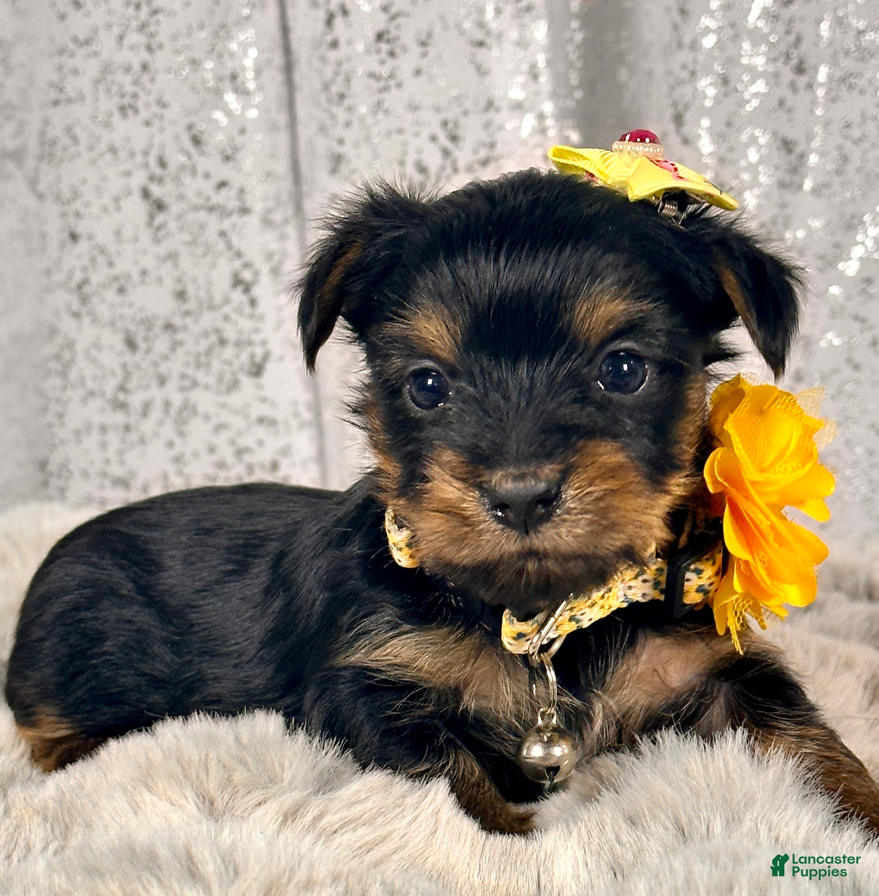 Yorkshire Terrier dogs Mochi -female Yorkie  - Ad 8