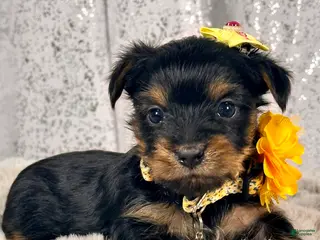 Yorkshire Terrier dogs Mochi -female Yorkie - Ad 8