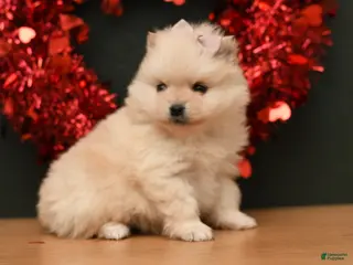 Pomeranian dogs Jill - Ad 10