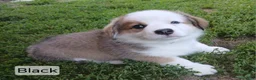 Welsh Corgi Pembroke dogs for sale: JACK - Ad 2
