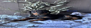 Doberman Pinscher Puppy 2