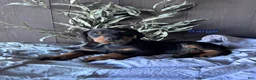 Doberman Pinscher dogs for sale: Doberman Pinscher Puppy 2 - Ad 1