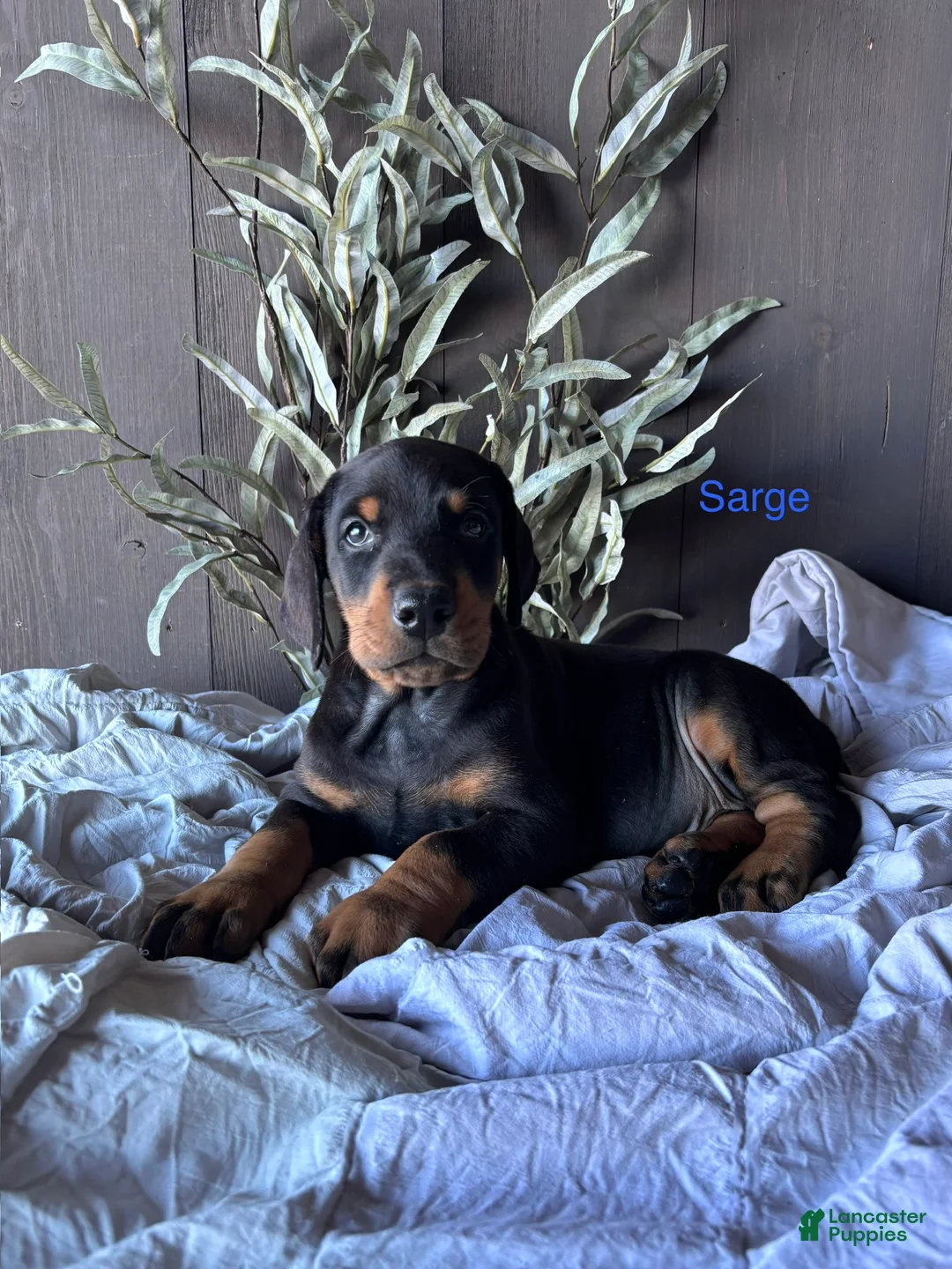 Doberman Pinscher dogs for sale: Doberman Pinscher Puppy 2 - Ad 1