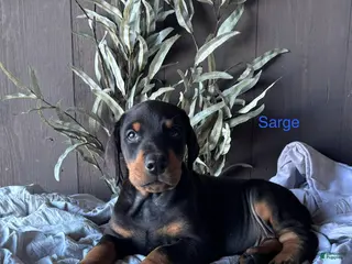 Doberman Pinscher dogs Doberman Pinscher Puppy 2 - Ad 16