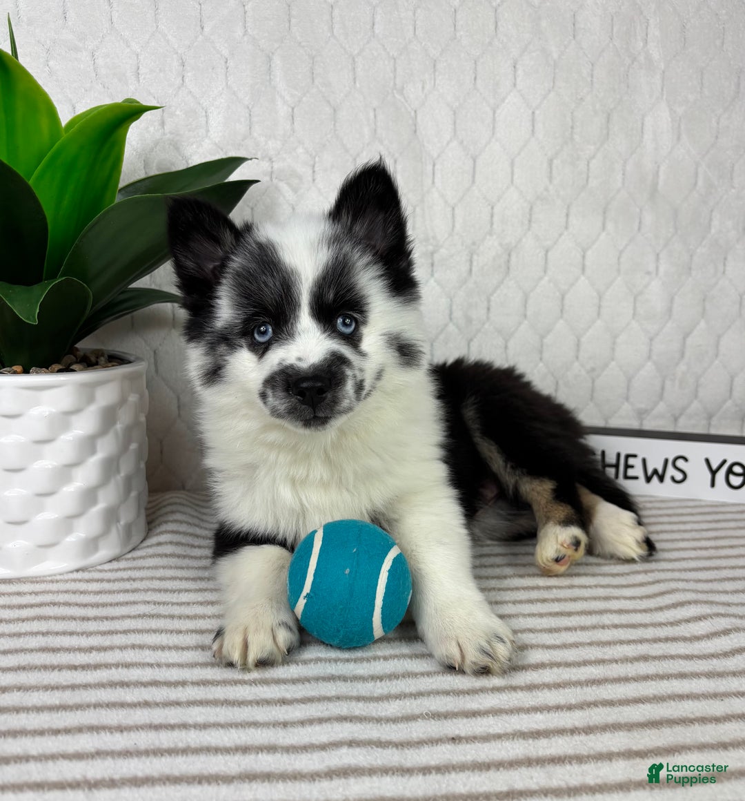Pomsky dogs for sale: Panda - Ad 2