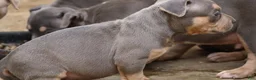 American Bully dogs for sale: Mr. Vegas - Ad 15