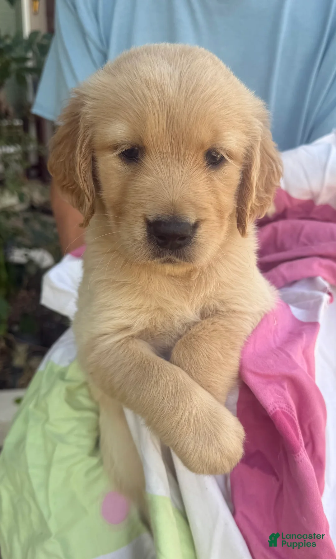 Golden Retriever dogs for sale: Koko - Ad 2
