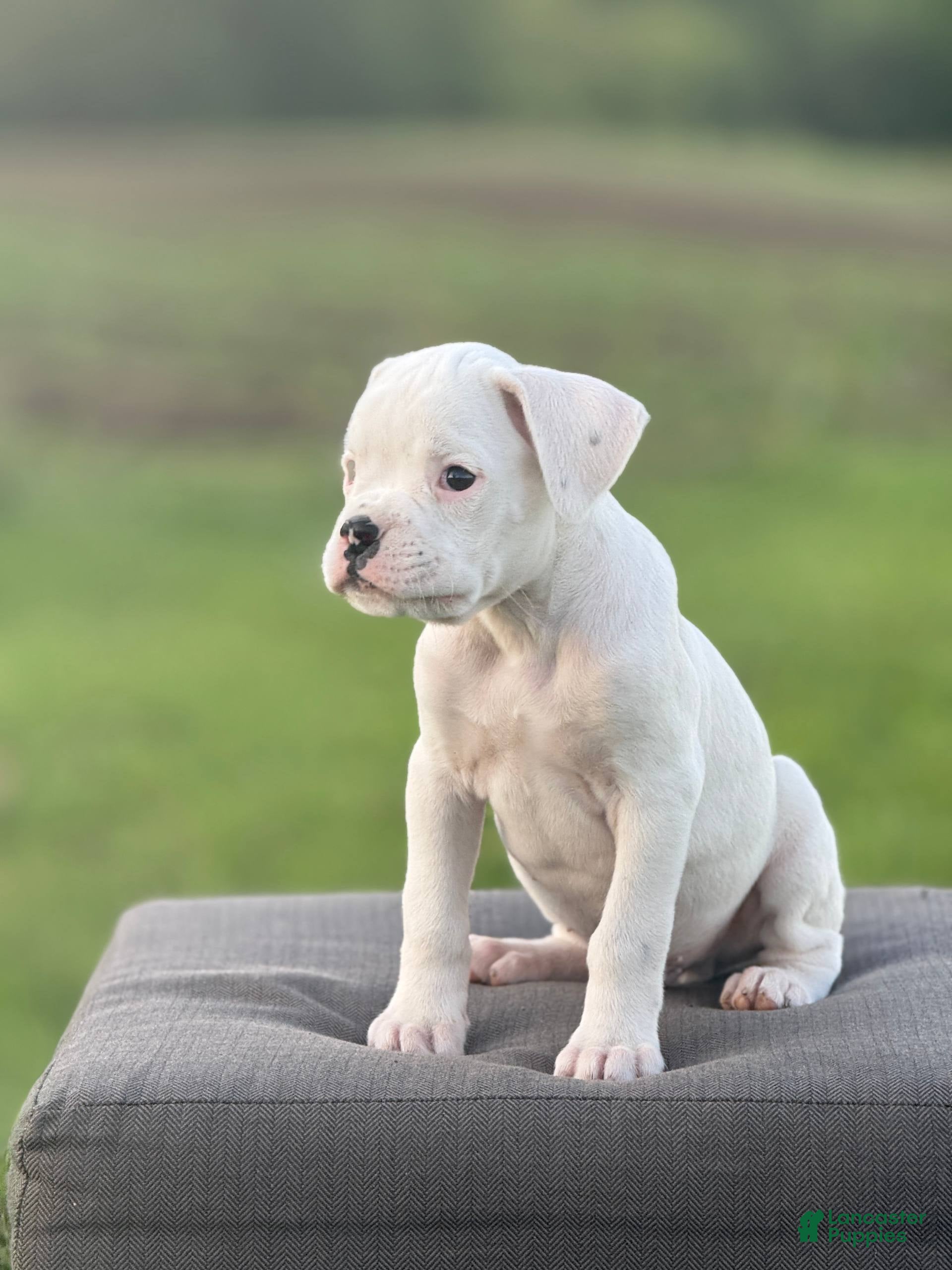 Boxer dogs Peppermint - Ad 1