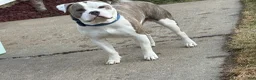 American Bully dogs for stud: Bully to be studded out - Ad 4