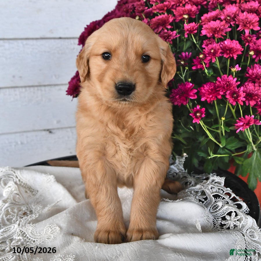 Golden Retriever dogs Rover - Ad 2