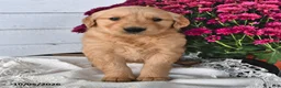 Golden Retriever dogs for sale: Rover - Ad 2
