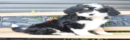 Bernedoodle dogs for sale: Nina - Ad 2