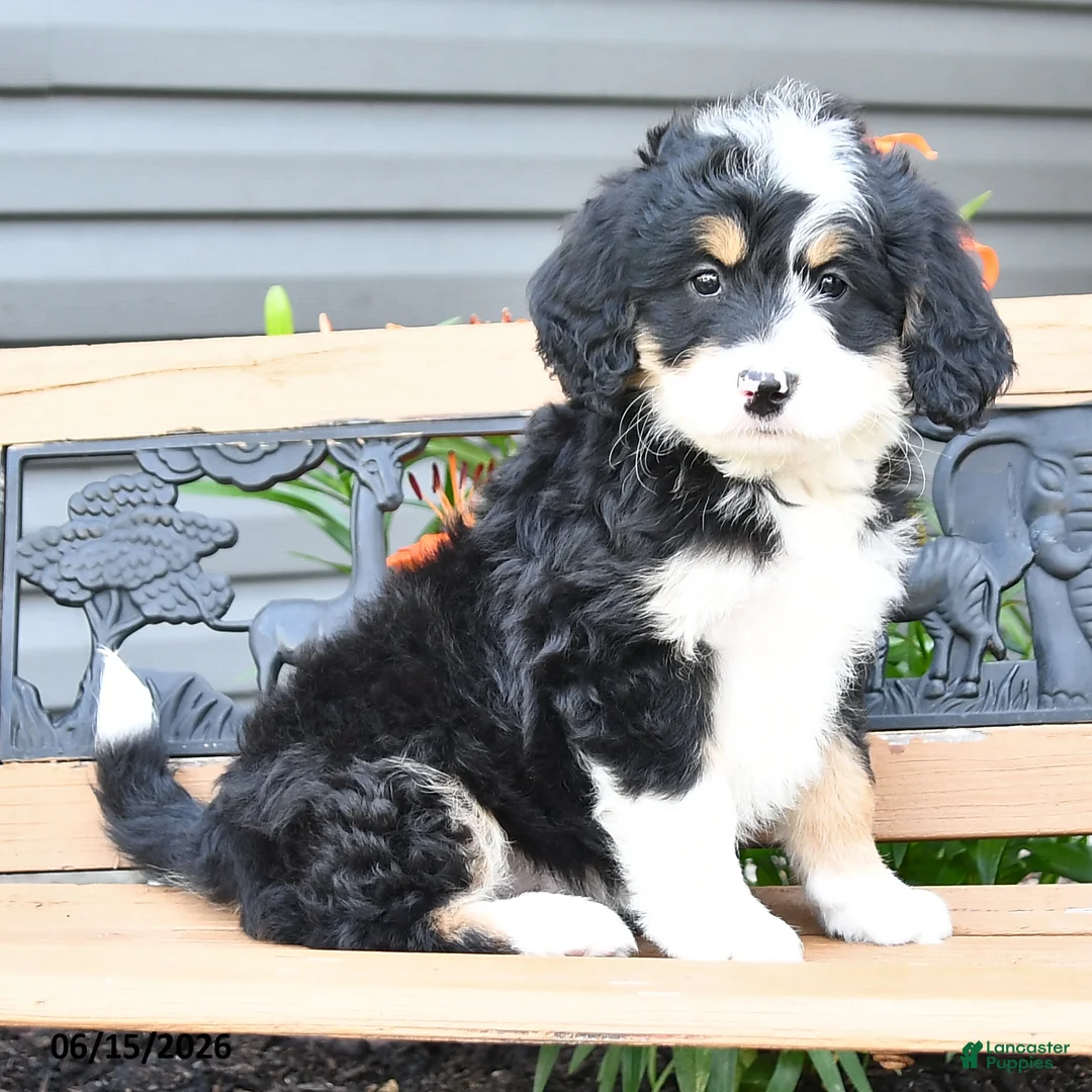Bernedoodle dogs for sale: Nina - Ad 2
