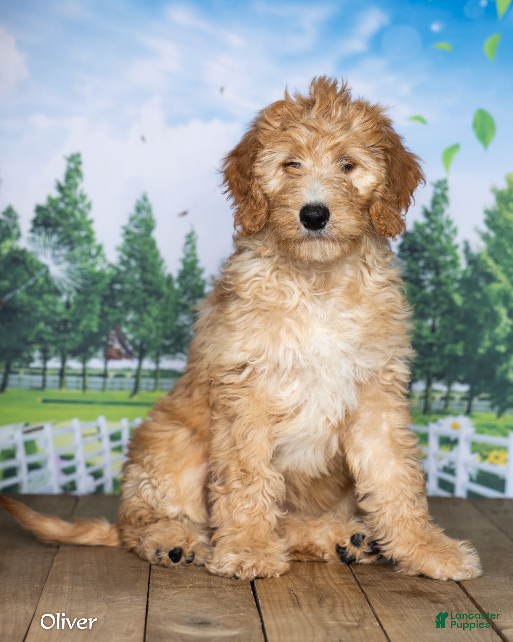 Goldendoodle dogs Oliver - Ad 1