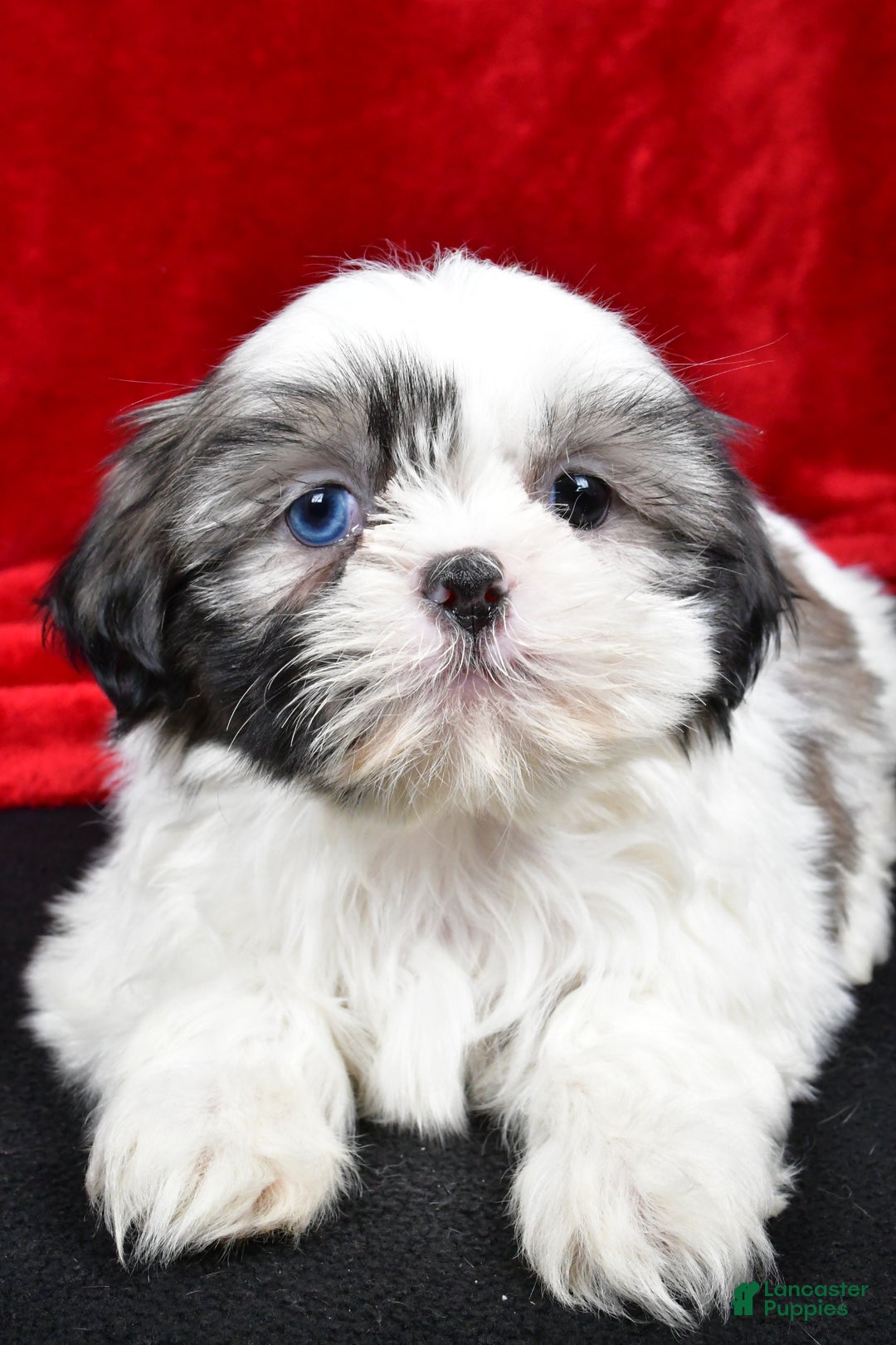 Shih Tzu dogs for sale: Debby - Ad 6