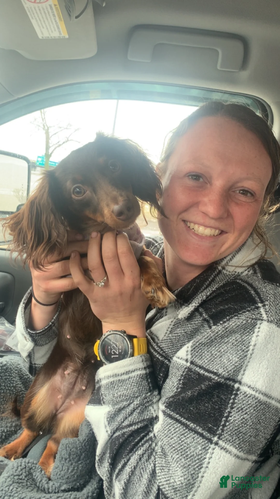 Miniature Dachshund dogs for sale: Miniature Dachshund 2 - Ad 2