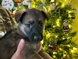 German Shepherd dogs Dasher - Ad 36