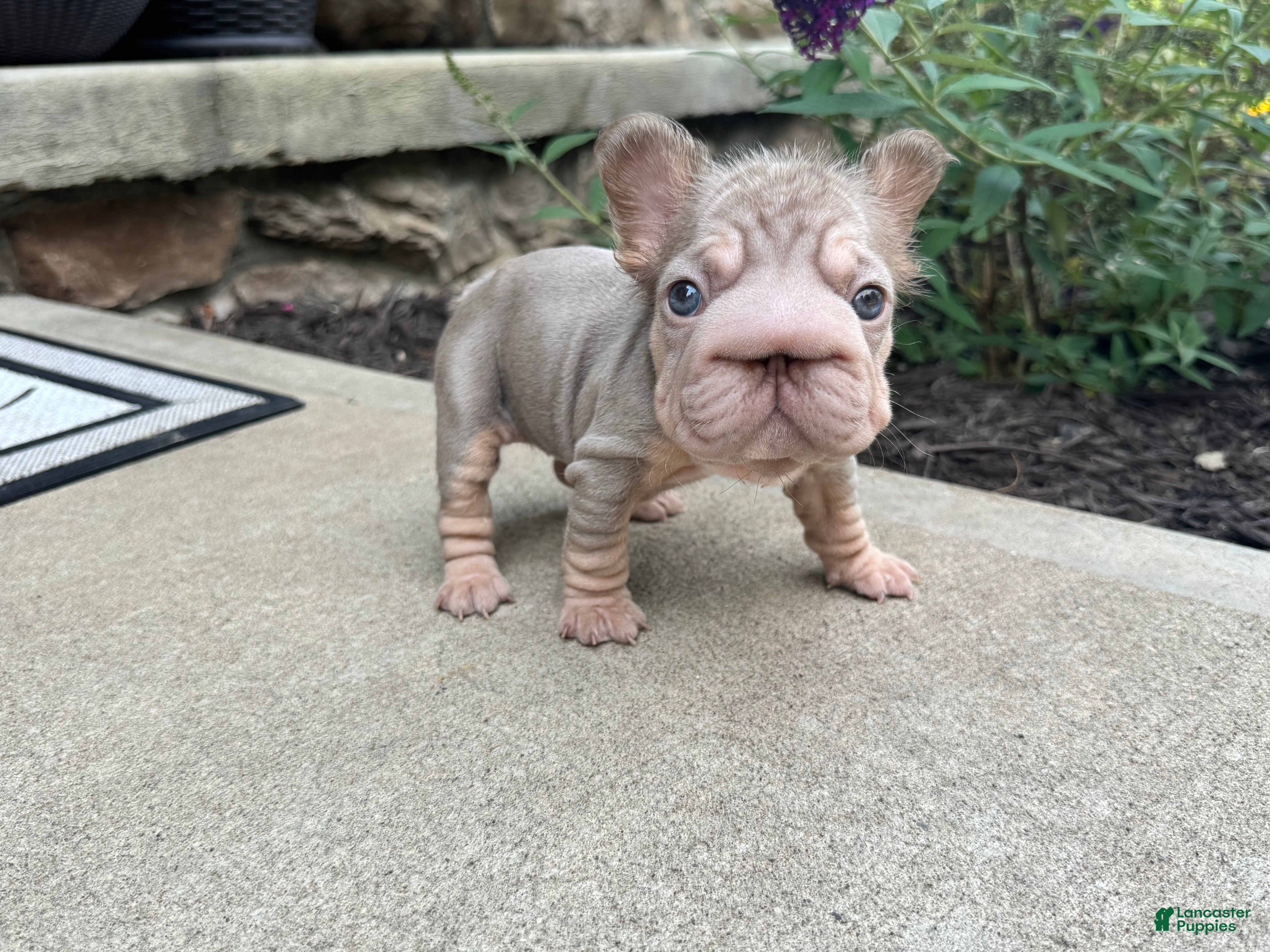 French Bulldog dogs Carlotta - Ad 2