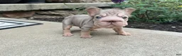 French Bulldog dogs for sale: Lottie - Ad 5