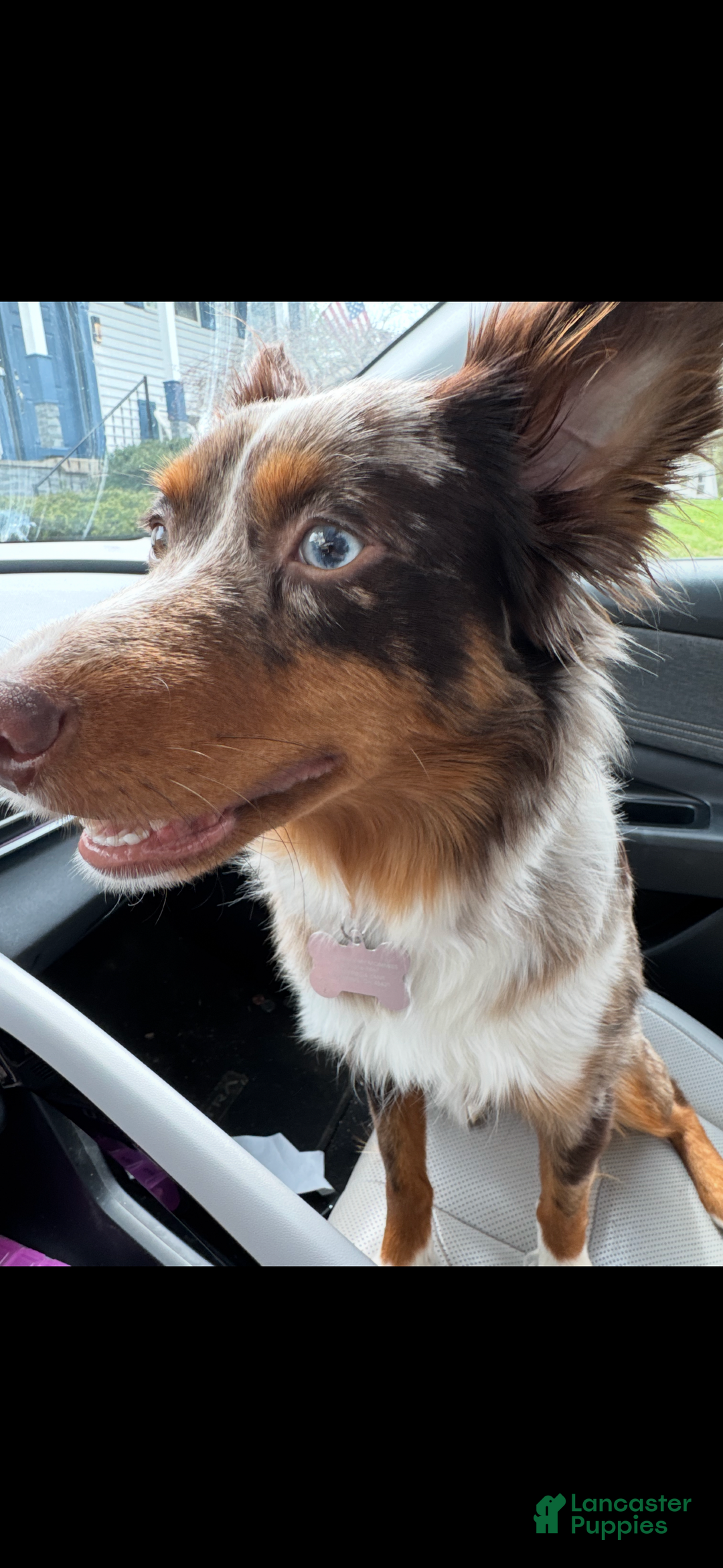 Australian Shepherd dogs for sale: Australian Shepherd Puppy 2 --- Abu  - Ad 2