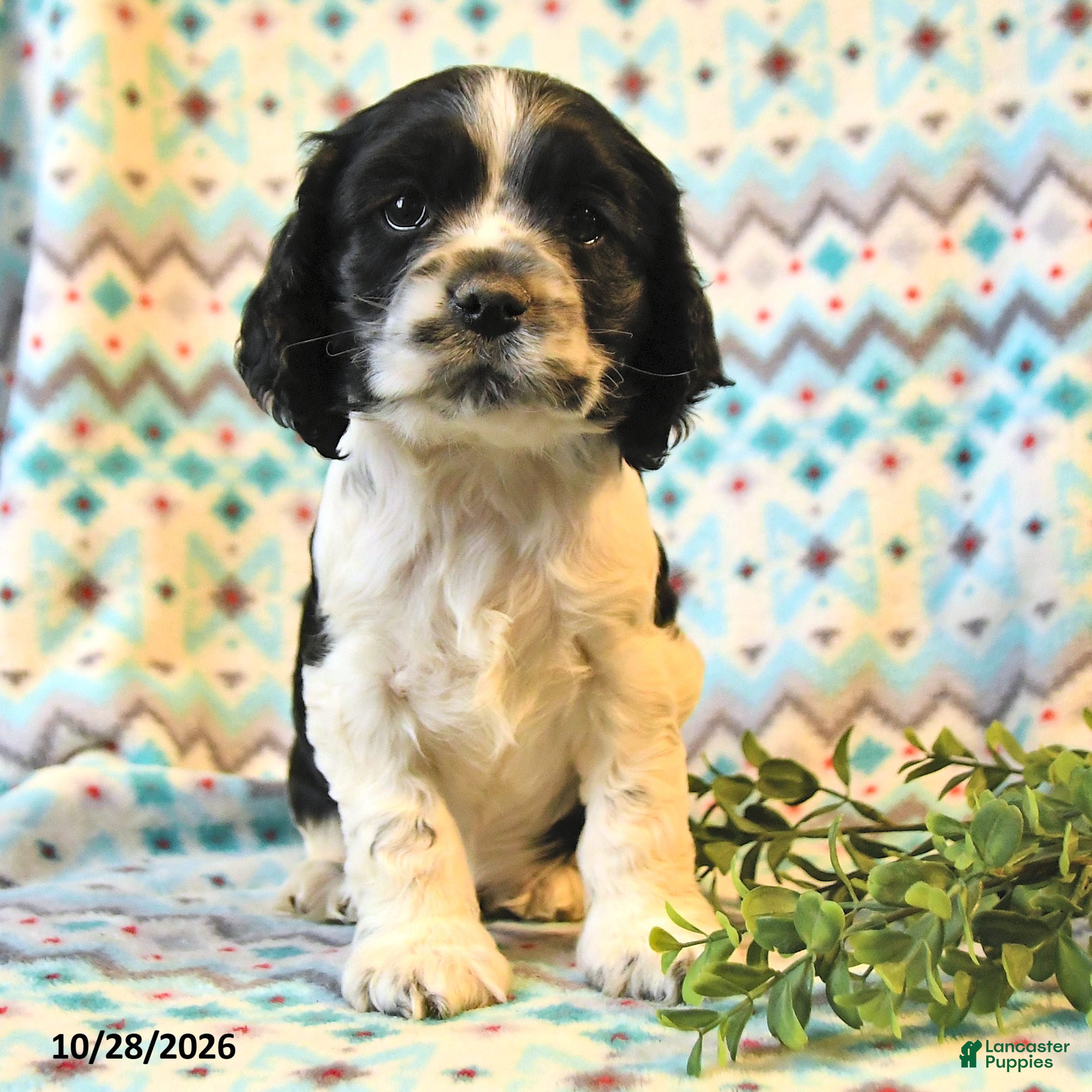 Cocker Spaniel dogs for sale: Tucker - Ad 2