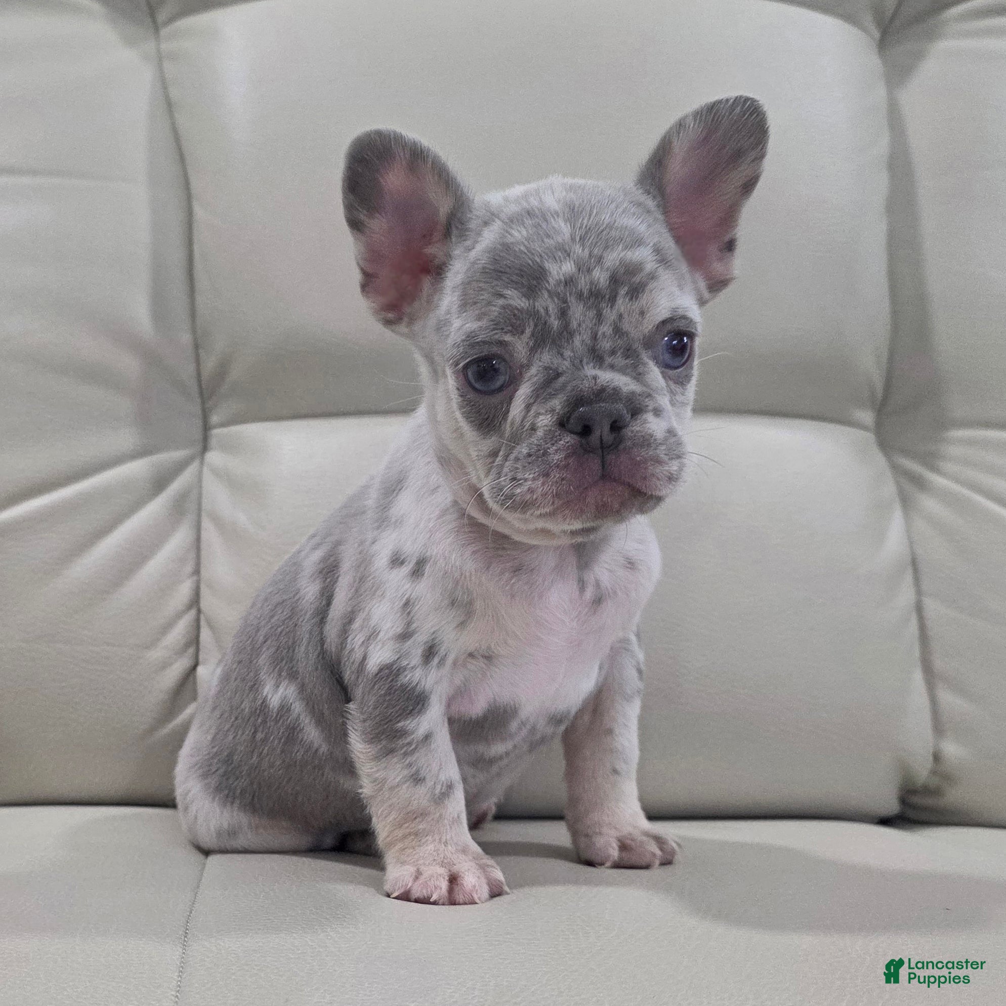 French Bulldog dogs Milo - Ad 14