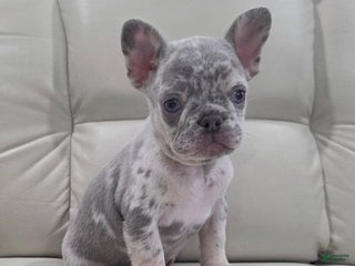French Bulldog dogs Milo - Ad 14