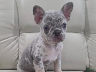 French Bulldog dogs Milo - Ad 3
