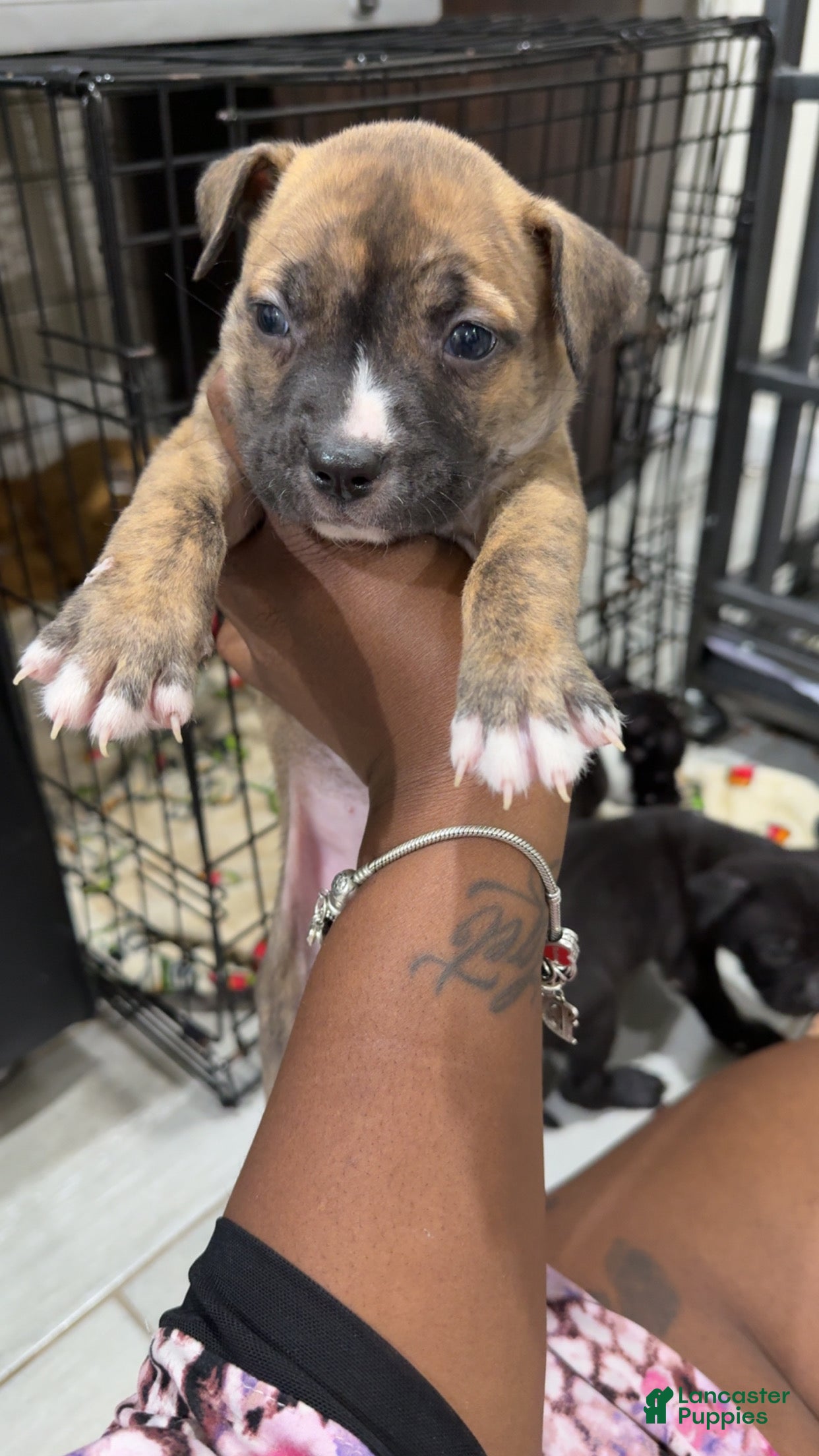 American Pit Bull Terrier dogs American Pit Bull Terrier 7 - Ad 31