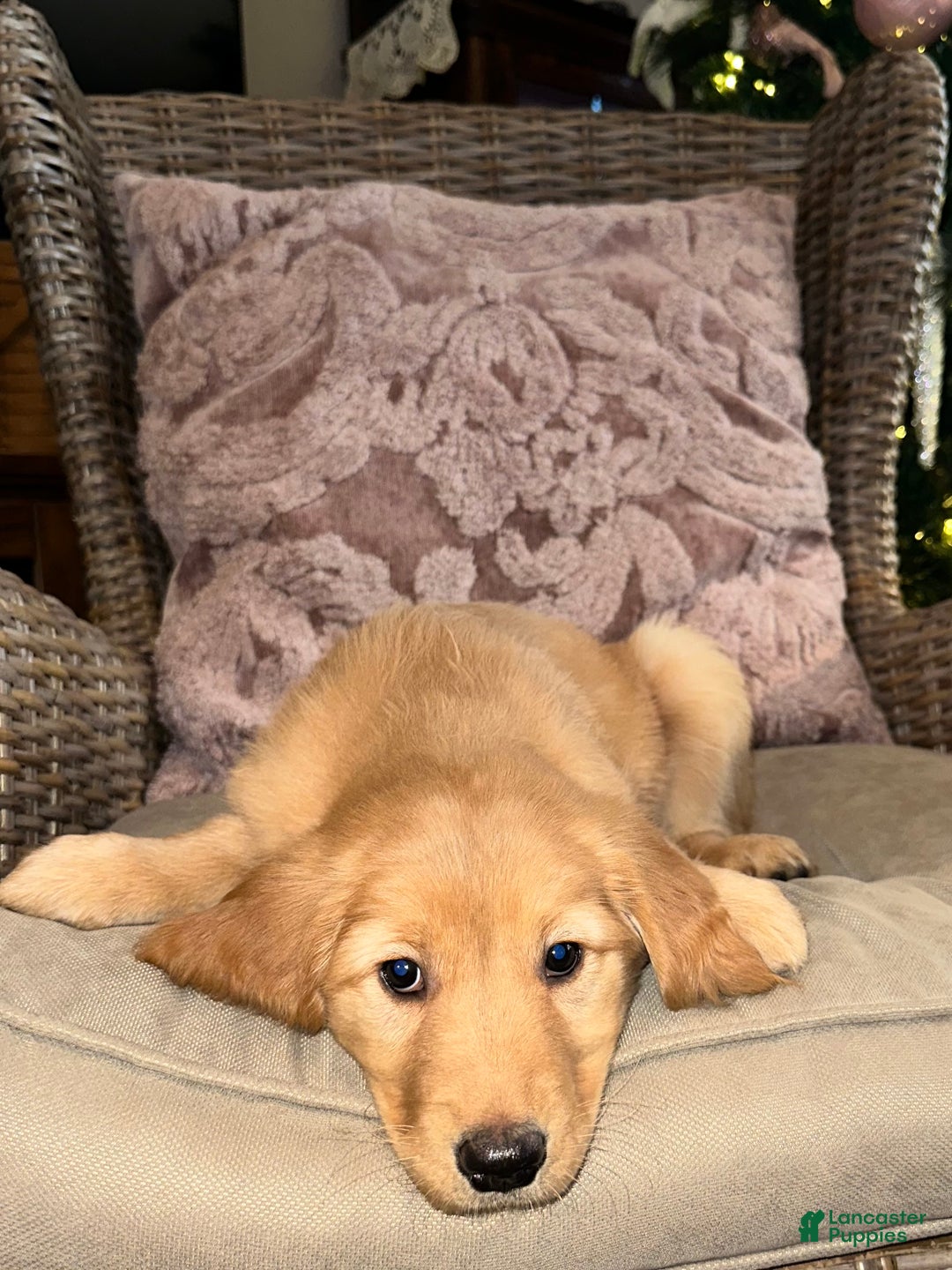 Golden Retriever dogs for sale: Golden Retriever Dark Pink Girl - Ad 31