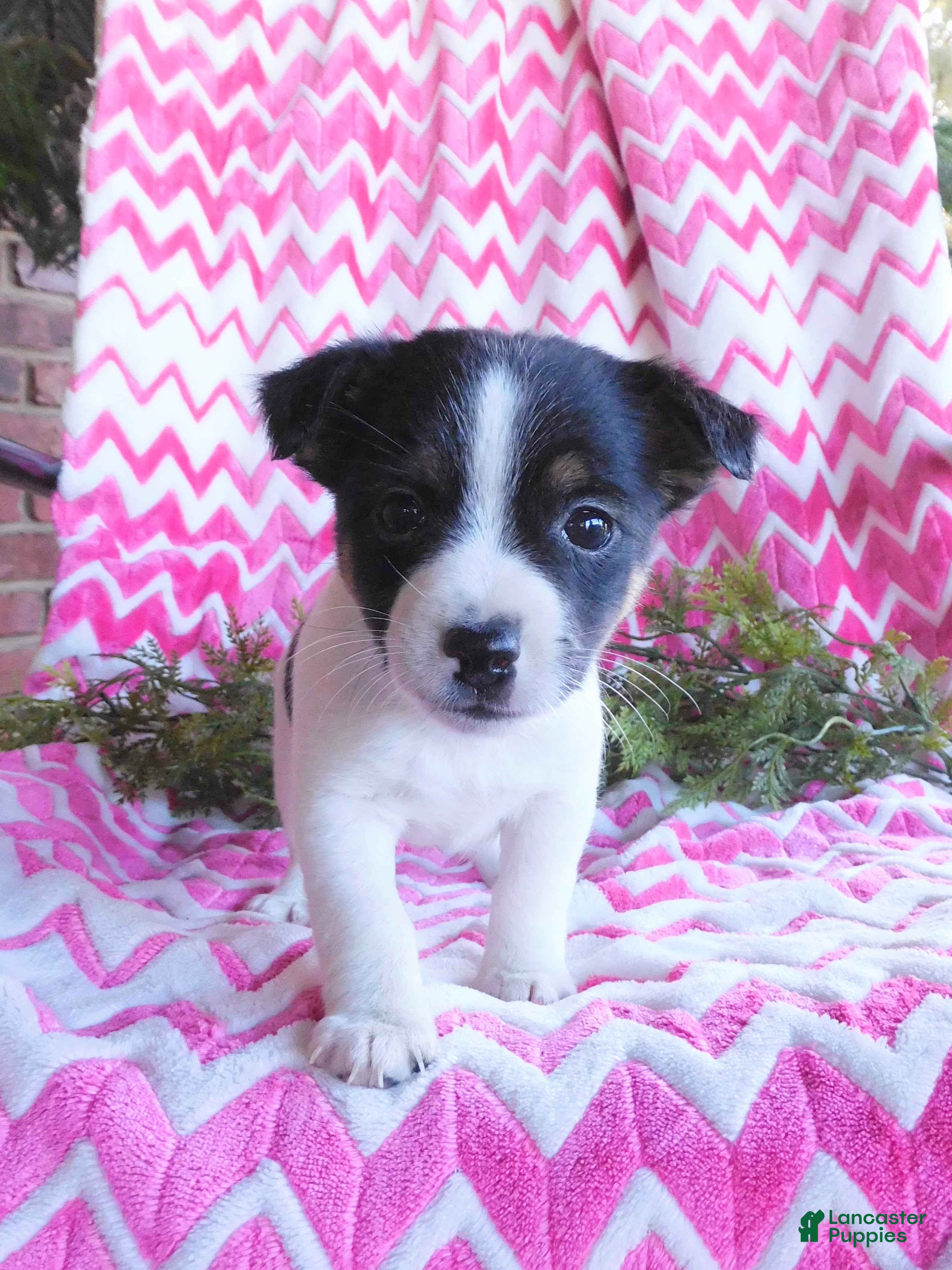Jack Russell Terrier dogs for sale: Eeenie - Ad 1