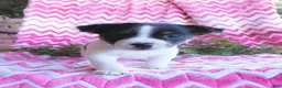 Jack Russell Terrier dogs for sale: Eeenie - Ad 1