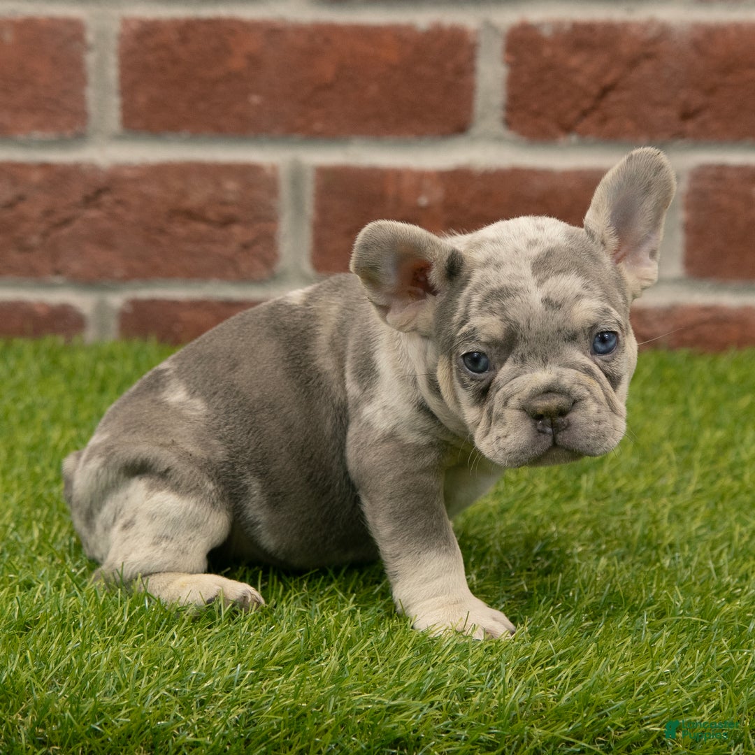 French Bulldog dogs for sale: Maverick - Ad 6