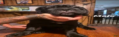 Cane Corso Puppy 3