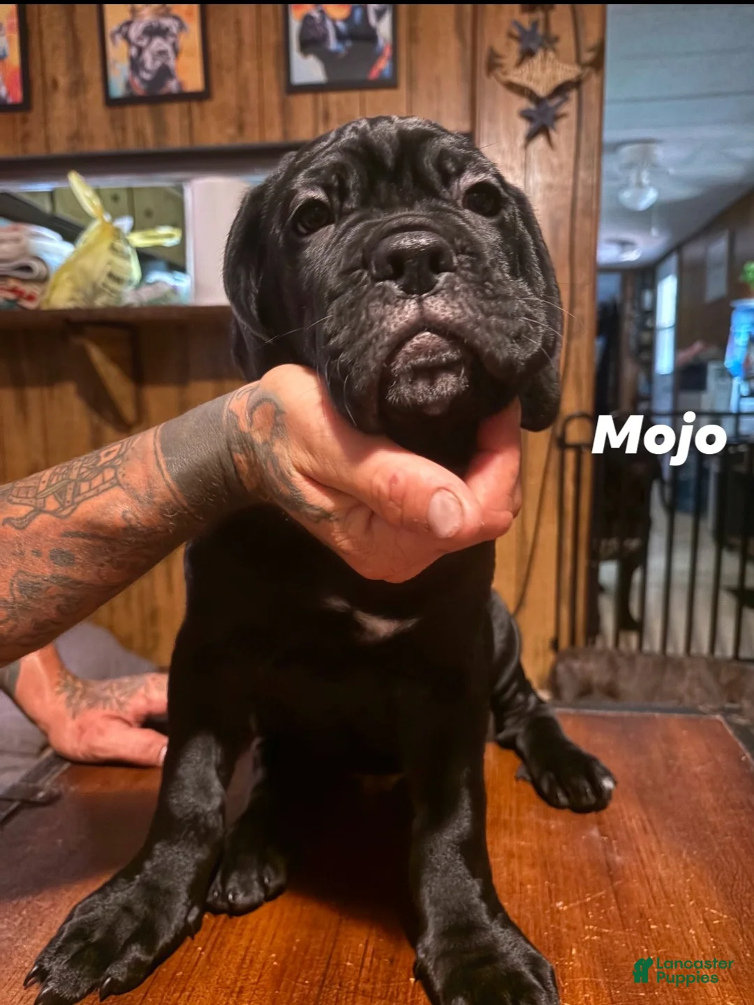 Cane Corso dogs for sale: Cane Corso Puppy 3 - Ad 1